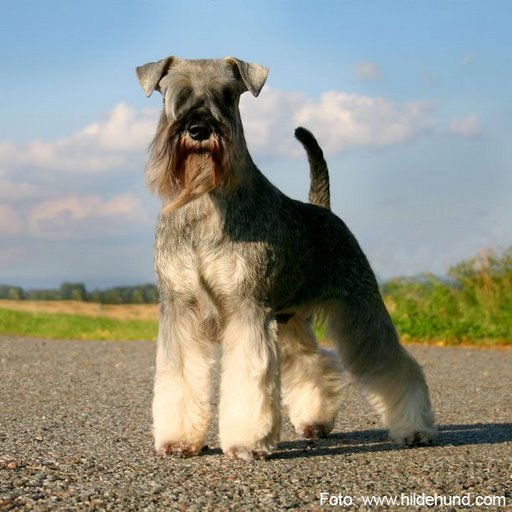 dvergschnauzer