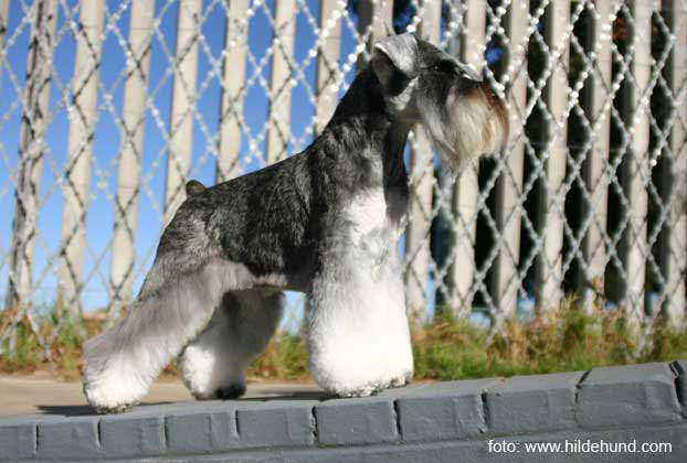 Dvergschnauzer Ch Regency’s Quintessential