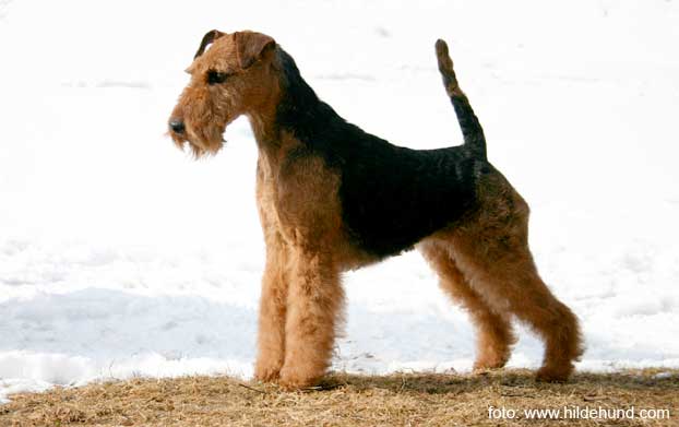 Welsh terrier: Ch Ecco's Indian Black Diamond