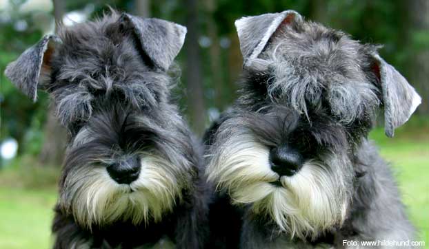 Dvergschnauzer valper