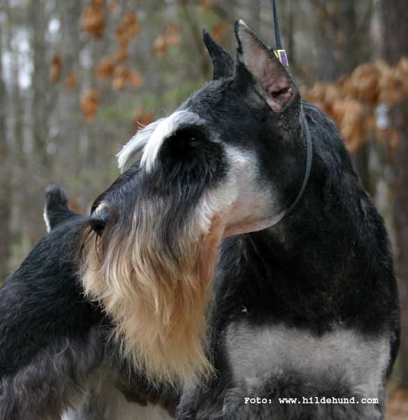 dvergschnauzer
