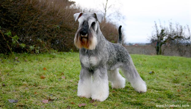 Miniature schnauzer Ch B�nnGass First Class