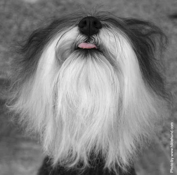 dvergschnauzervalp