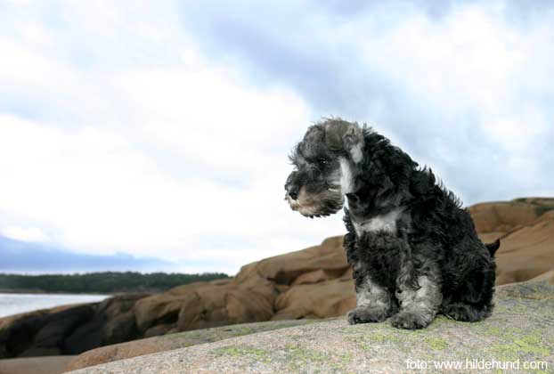 Dvergschnauzer valp BånnGass DolcE vita