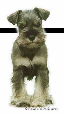 miniature schnauzer puppy